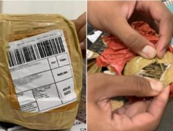 Bea Cukai Kendari Gagalkan Penyelundupan Daun Ganja Kering Melalui Jasa Ekspedisi