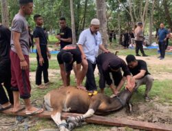 Idul Adha 1443 Hijriah, Sat Brimob Polda Sultra Sembelih 60 Hewan Kurban