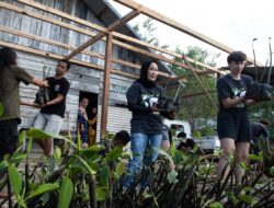 Peringati Hari Mangrove Sedunia, Ulfiah Bersama Naturevolution Tanam 1.500 Pohon Mangrove