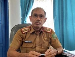 Peremajaan Pohon Pelindung, Dua Ribu Bibit Ketapang Kencana Disiapkan Hiasi Jalan Utama Kota Unaaha