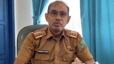 Peremajaan Pohon Pelindung, Dua Ribu Bibit Ketapang Kencana Disiapkan Hiasi Jalan Utama Kota Unaaha