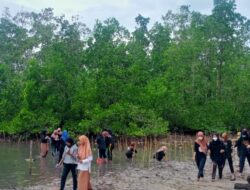 HUT ke-6 Prodi Bioteknologi UHO, Mahasiswa Tanam 1000 Pohon Mangrove