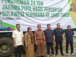 Misi Dagang, Kadin Sultra Kirim 24 Ton Jagung Pipil Hasil Pertanian ke Jatim