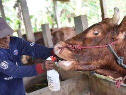 Pastikan Sapi dari Konawe Aman, Kesehatan Ternak Rutin Diperiksa