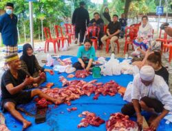 Idul Adha 1444 Hijriah, DPD Gerindra Sultra Kurban 5 Ekor Sapi