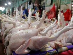 DLH Konawe Beri Kompensasi Bagi Penjual Ayam Potong Untuk Lengkapi Izinnya
