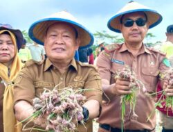Pj Bupati Bersama Pejabat Konawe Panen Raya di Nario Indah