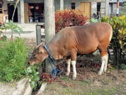 Jelang Idul Adha, Pj Bupati Konawe Berikan Bantuan Hewan Kurban
