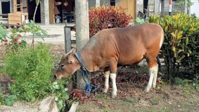 Jelang Idul Adha, Pj Bupati Konawe Berikan Bantuan Hewan Kurban