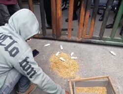 Kajati Dibawakan Tikus, Ditantang Ungkap Korupsi Sektor Pertambangan di Sultra
