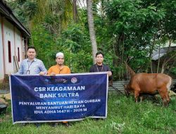 Bank Sultra Tebar Berkah Idul Adha, 23 Ekor Sapi Kurban Disalurkan ke Seluruh Sultra