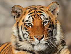 India Dorong Aliansi Global Lindungi Kucing Besar Dunia lewat IBCA Summit 2026