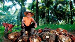 Di Tengah Gejolak Harga Sawit, Holding Perkebunan Nusantara Konsisten Serap TBS Petani
