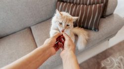 Memilih Makanan Kucing yang Tepat untuk Mendukung Kesehatan Pencernaan