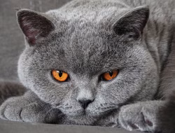 Ras Kucing Abu Abu Populer yang Cocok Dipelihara di Rumah